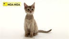 キュートなネコちゃん Very Cute Cats
