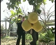 A VERY KOOKY COUNTDOWN Episode 10