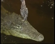 Weird & Dangerous Episode 18